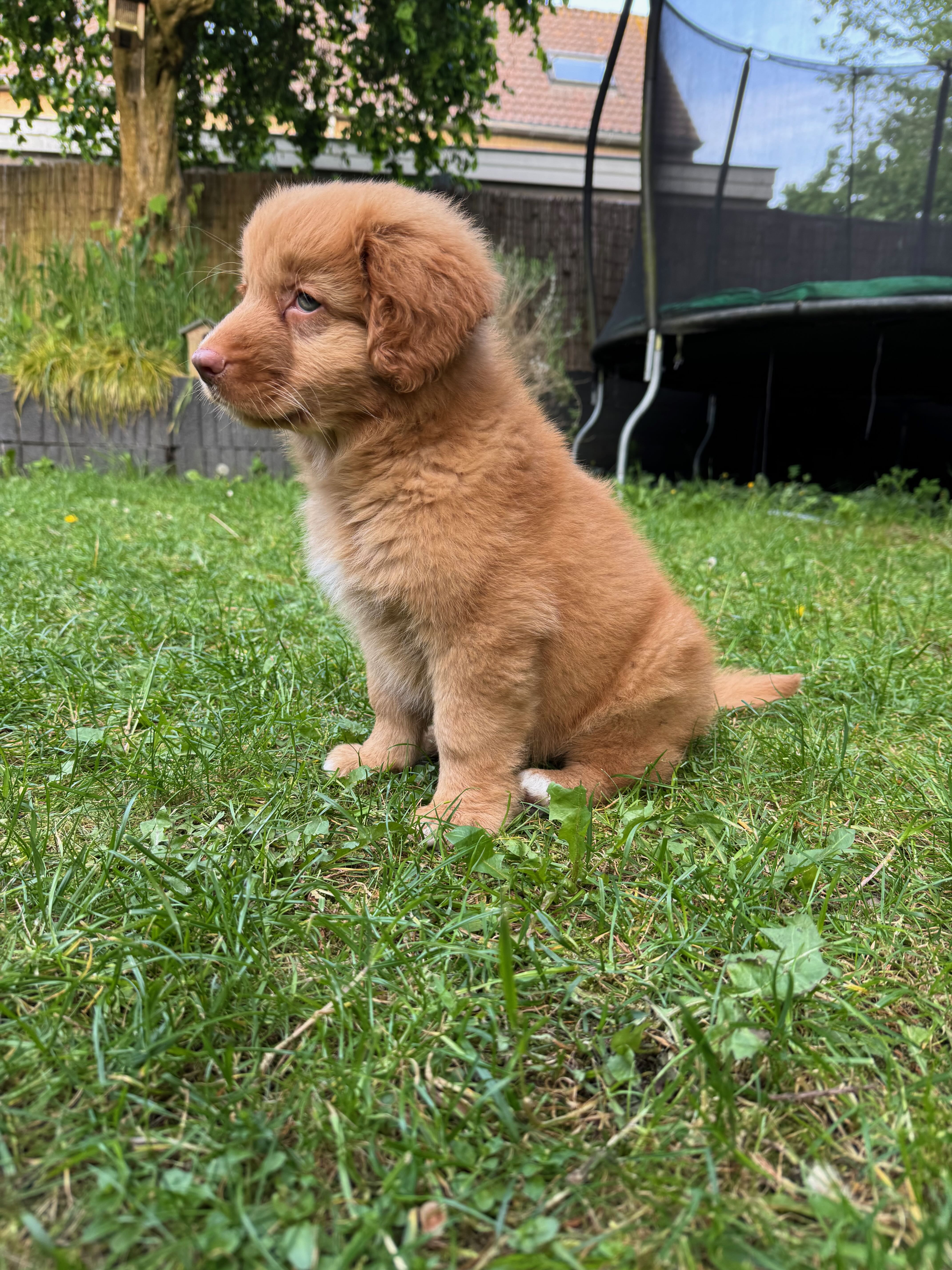 Miso sitting in the garden